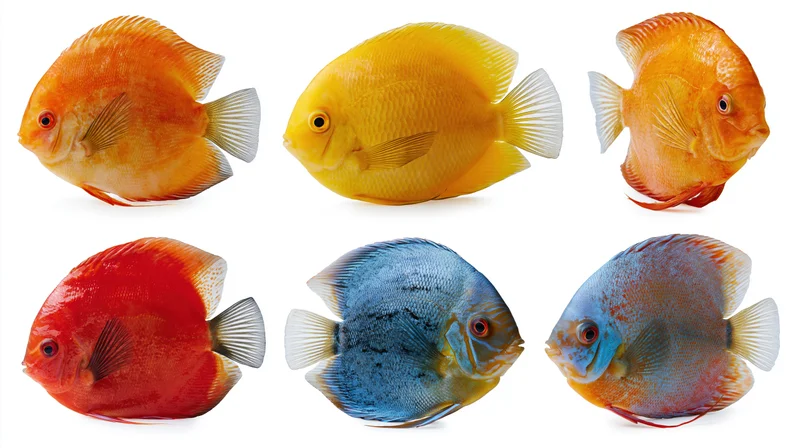 Six discus fish specimens arranged in two rows on white background