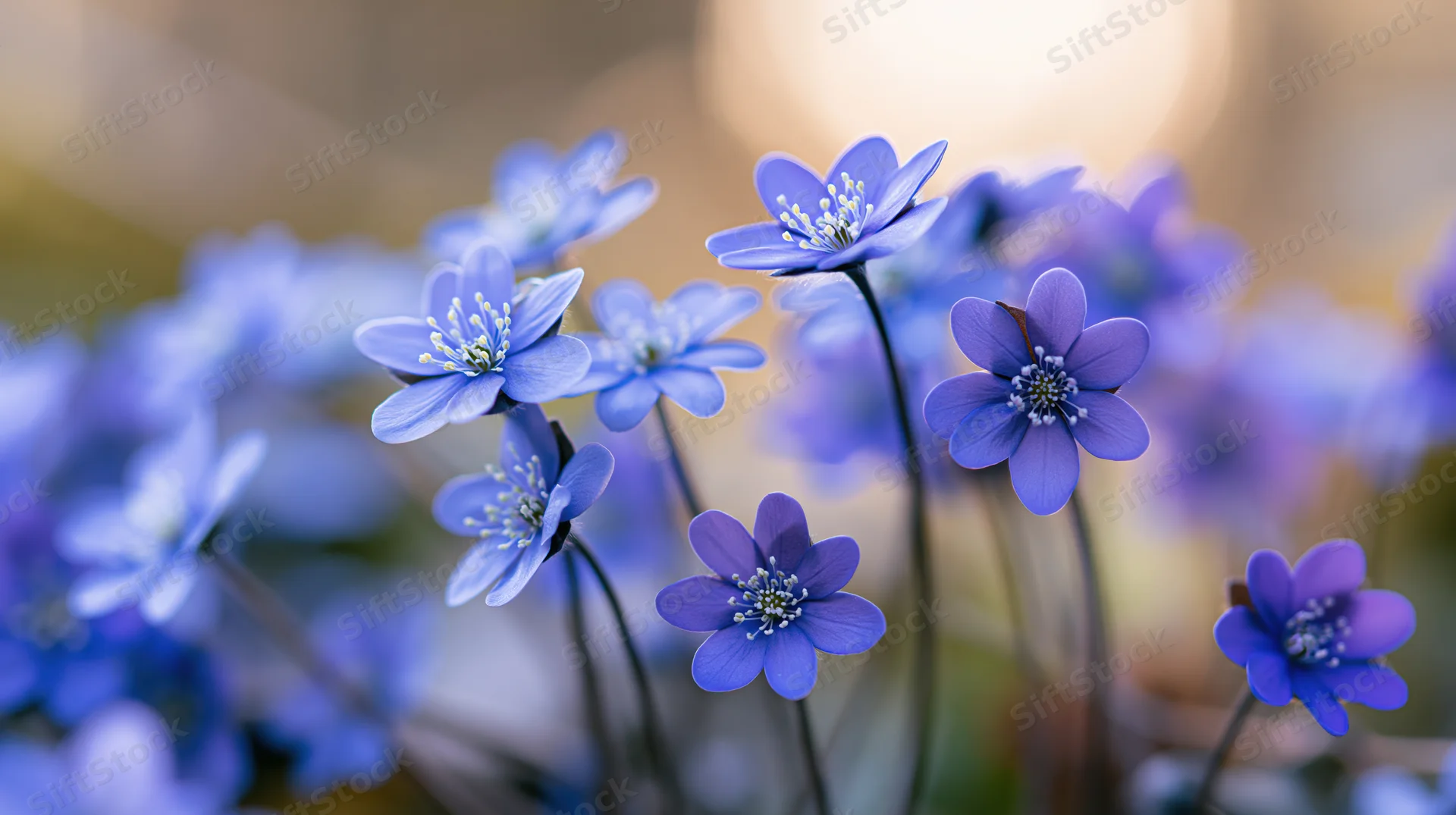 Small blue hepatica wildflowers in bloom clustered close to each other in a soft-lit natural setting