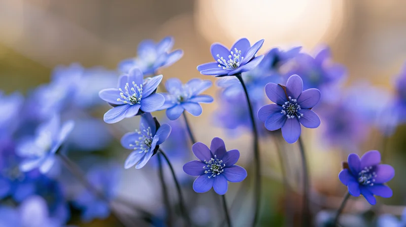 Small blue hepatica wildflowers in bloom clustered close to each other in a soft-lit natural setting