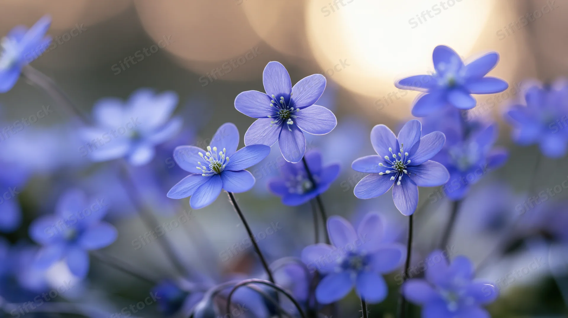 Small blue hepatica wildflowers in bloom clustered close to the ground in a woodland setting