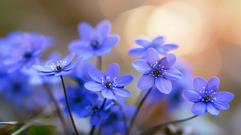 Small blue hepatica wildflowers in bloom clustered close to each other in a soft-lit natural setting