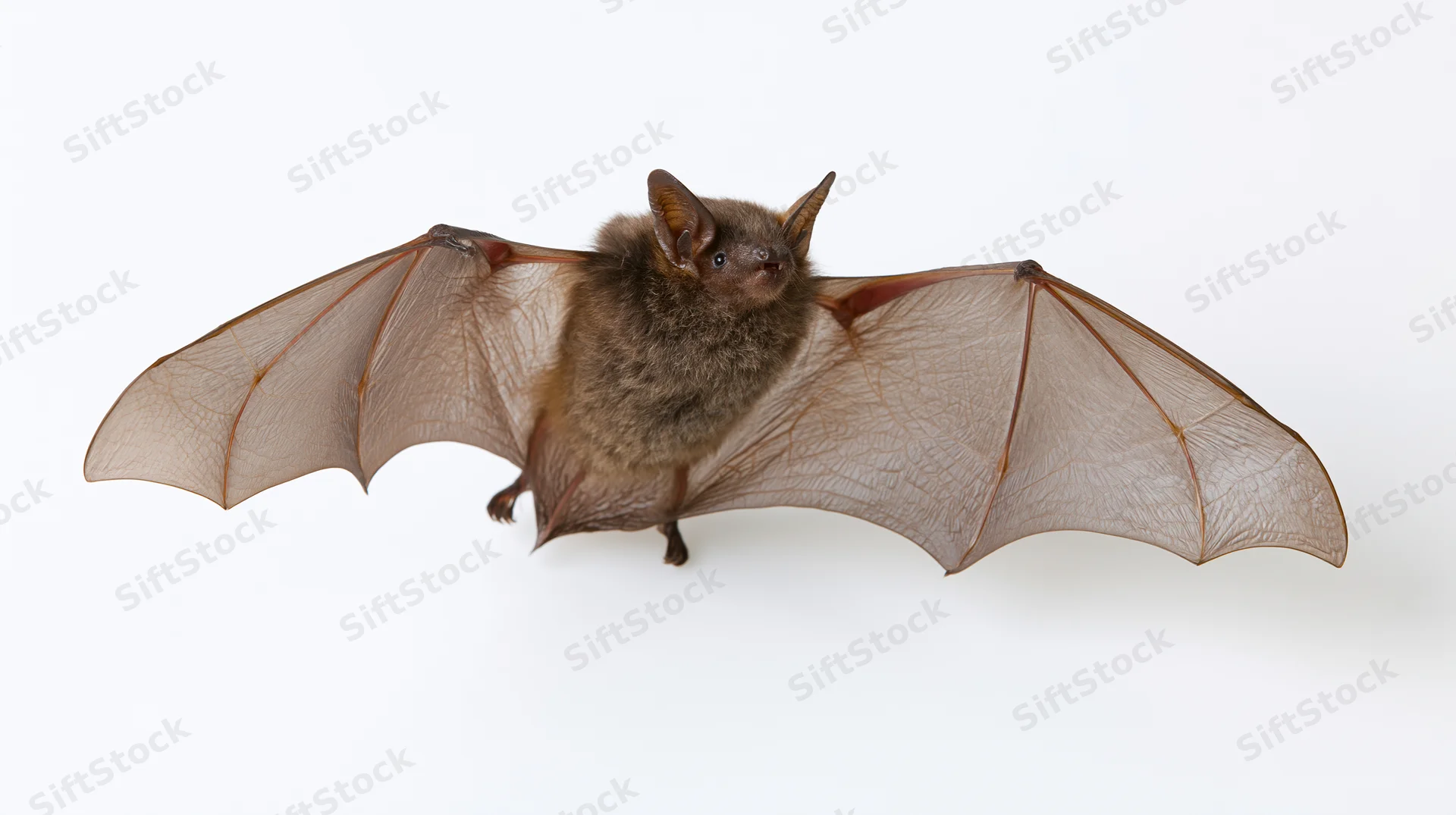 Small brown bat in mid-flight with wings fully extended against white background