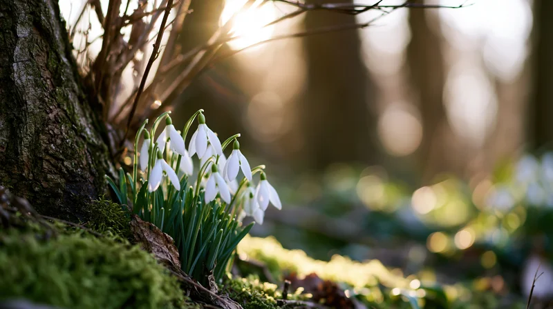 Snowdrop flowers blooming near mossy tree trunk in forest at sunrise