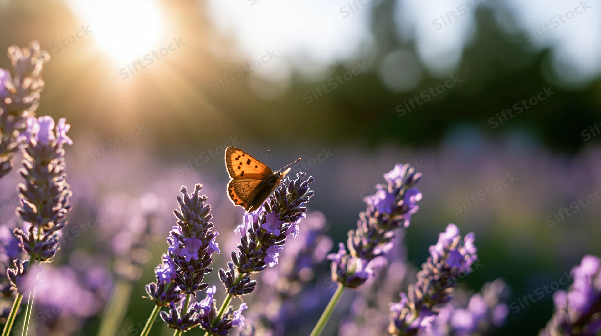 Orange butterfly perched on blooming lavender stalks in a sunlit field
