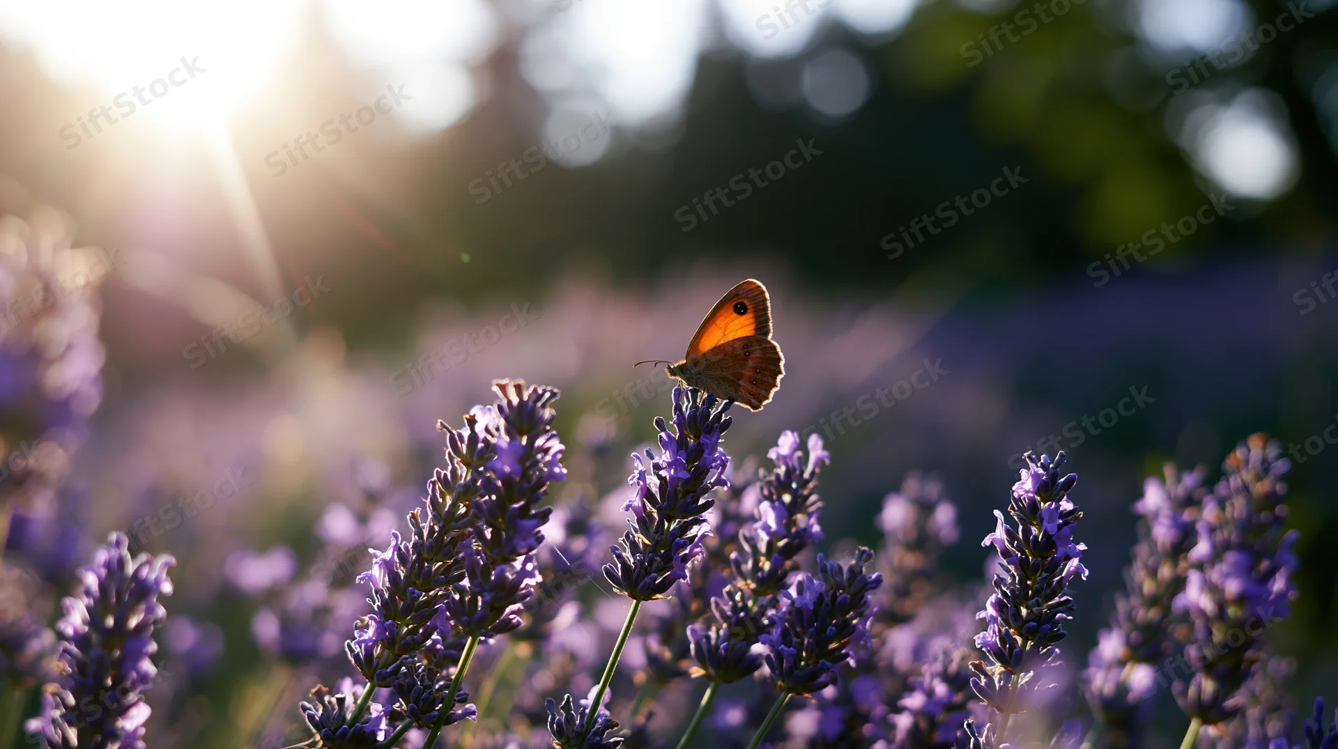 Orange butterfly perched on blooming lavender stalks in a sunlit field