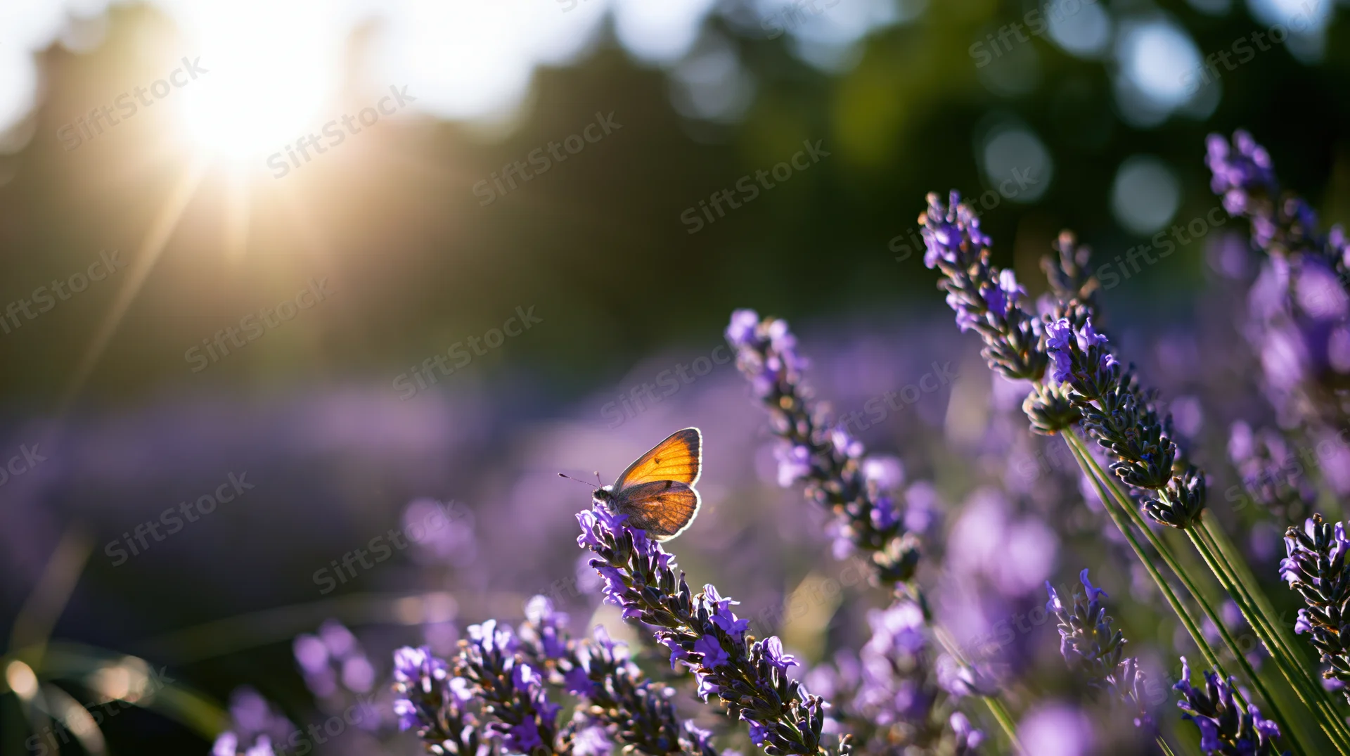 Orange butterfly perched on blooming lavender stalks in a sunlit garden field