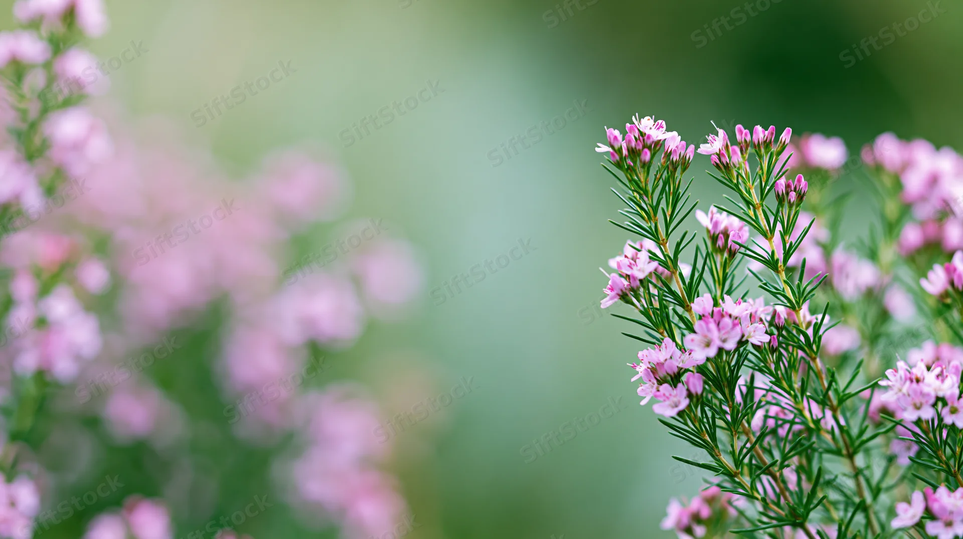 Pink wildflowers blooming on slender green stems in a garden setting