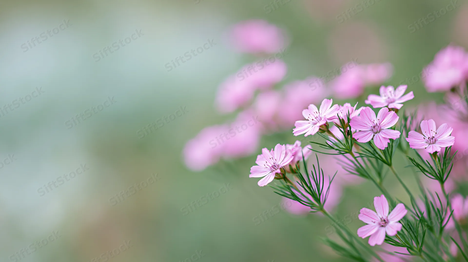 Pink wildflowers blooming on slender green stems in a soft-focus garden setting