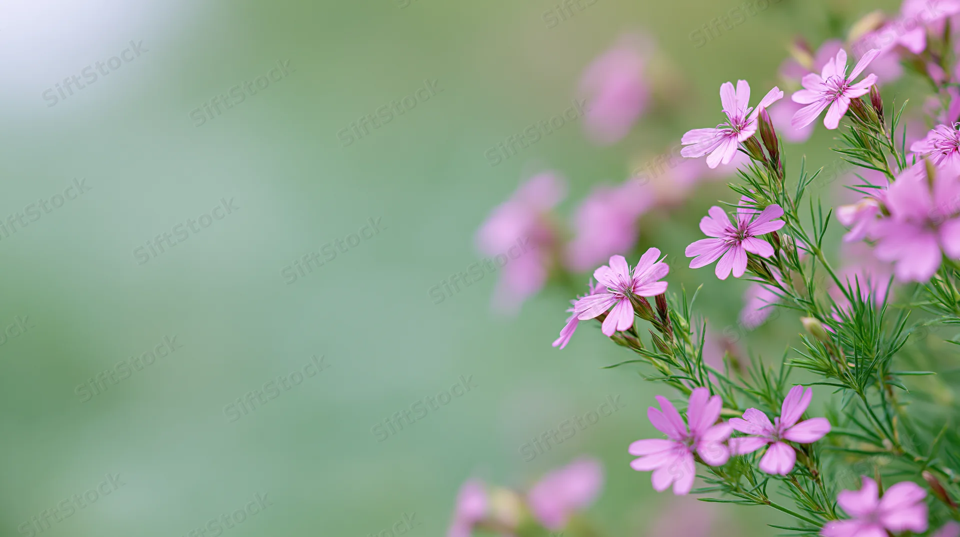 Pink wildflowers blooming on slender green stems against a soft green background