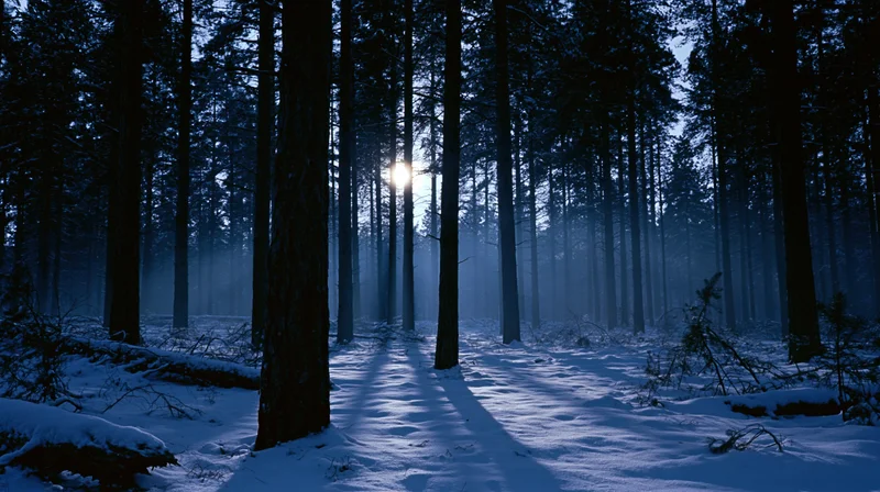 Snow-covered forest path at night with moonlight filtering through tall pine trees
