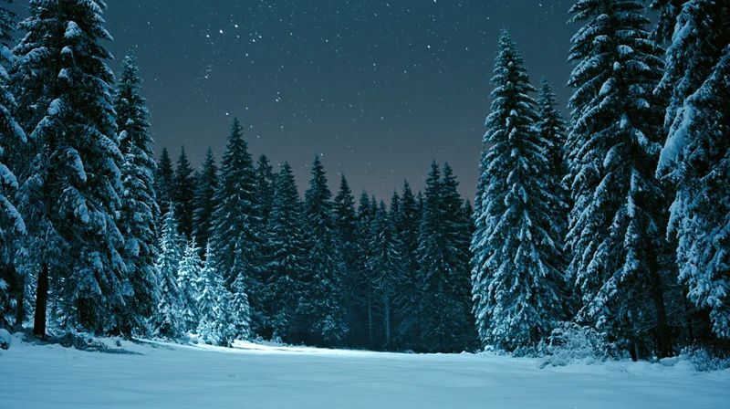 Snow-covered spruce forest at night under starry sky