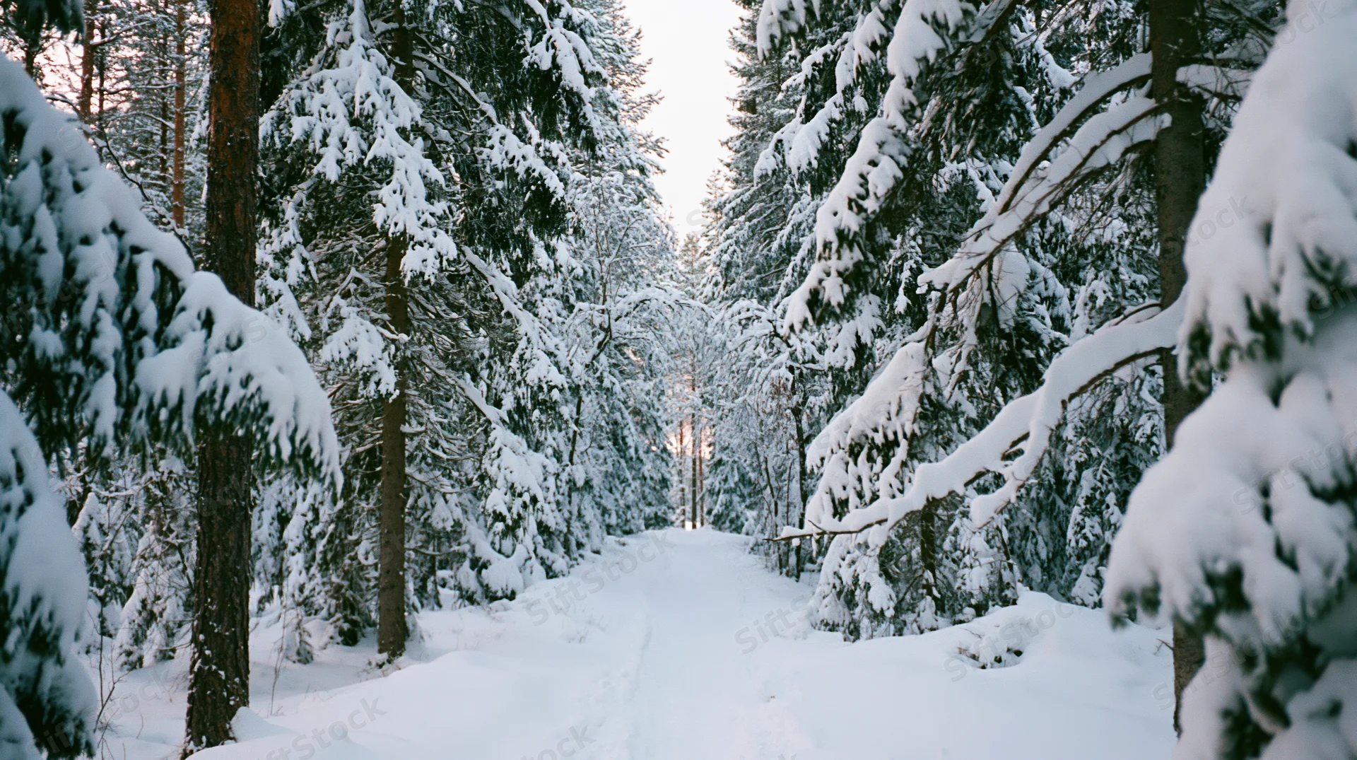 Snow-covered spruce forest with narrow untouched path winding through trees at dawn