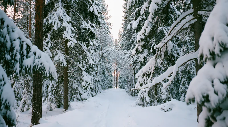 Snow-covered spruce forest with narrow untouched path winding through trees at dawn