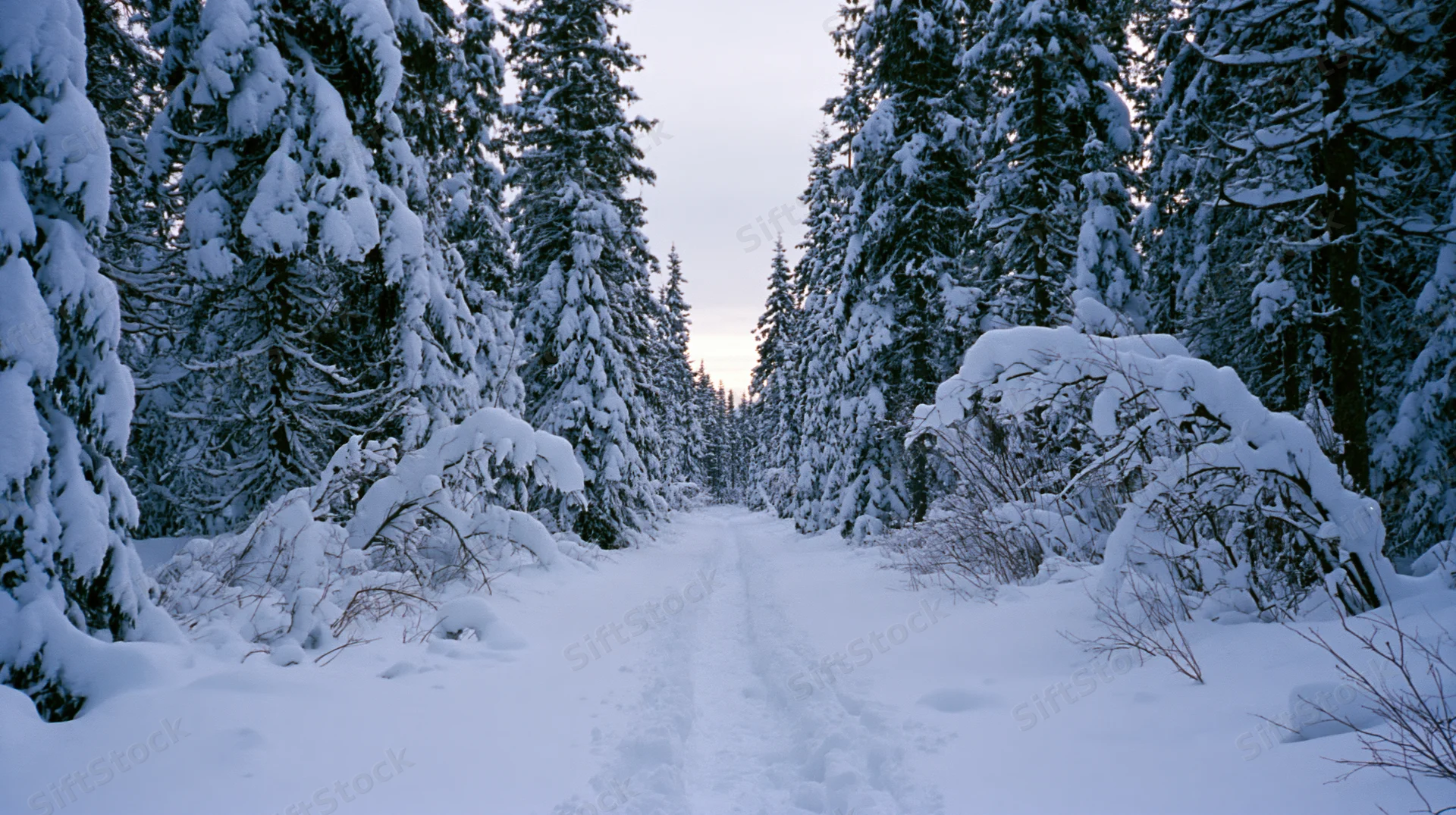 Snow-covered path through a spruce forest at twilight