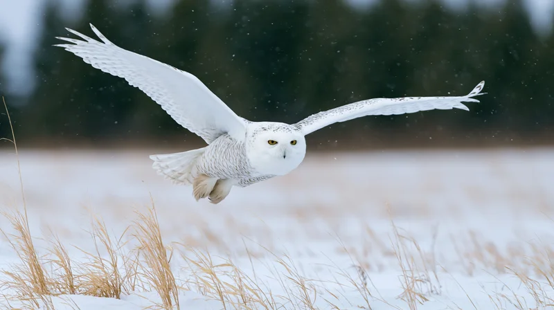 Snowy owl gliding low over snowy field with wings spread wide