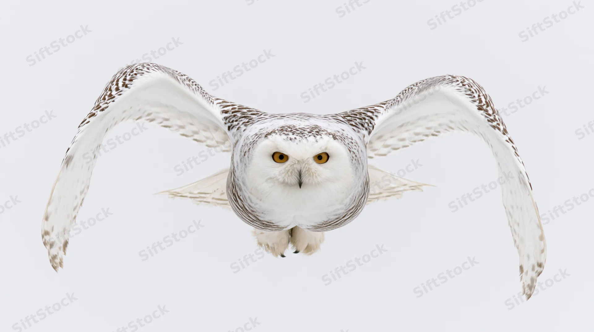 Snowy owl in mid-flight with wings fully spread facing forward against white background