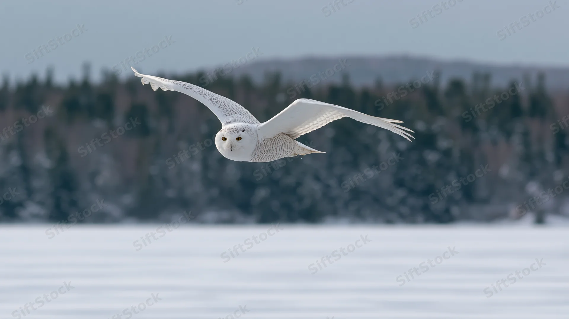 Snowy owl gliding low over snow-covered field with forest in background