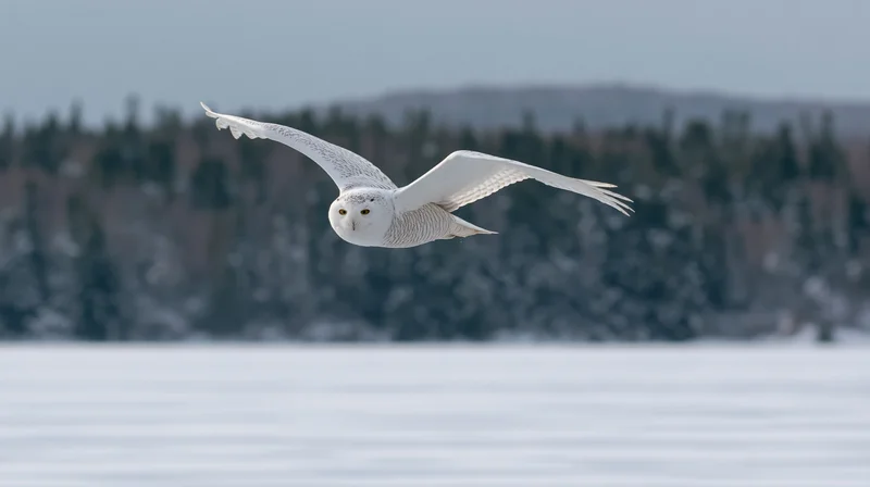 Snowy owl gliding low over snow-covered field with forest in background