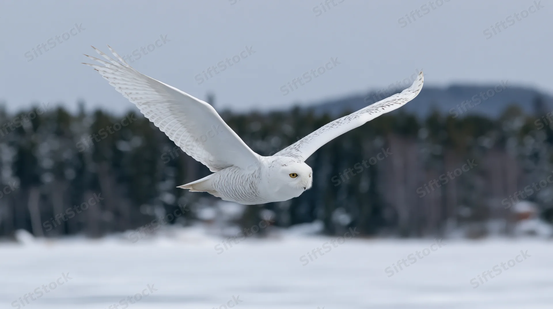 Snowy owl gliding low over snowy field with wings fully spread near forested hills