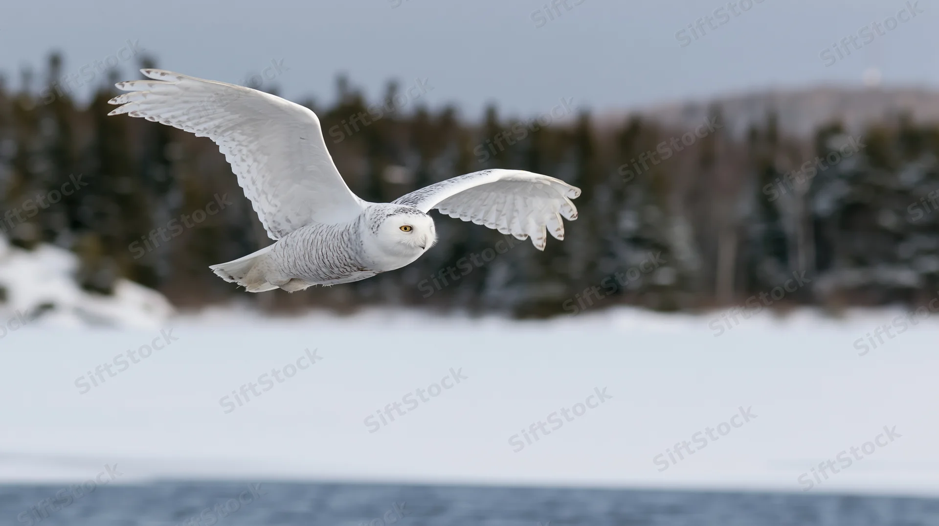 Snowy owl gliding low over frozen water with wings spread in winter landscape