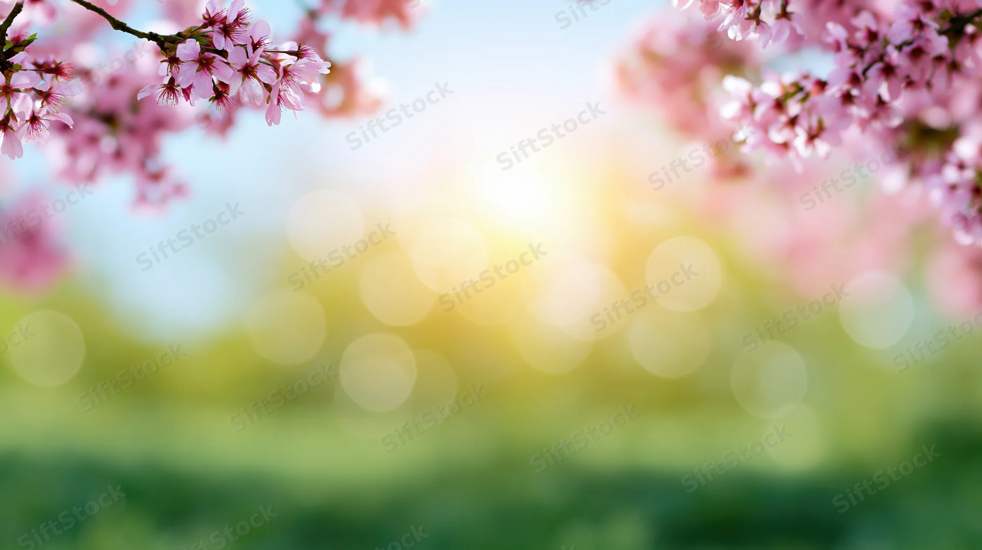 Cherry blossom branches framing a soft bokeh spring background with sunlight and greenery