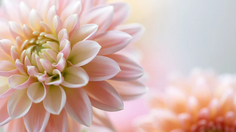 Closeup of soft pink dahlia bloom with blurred floral background on the right