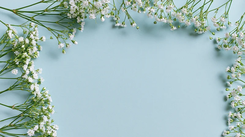 White gypsophila sprigs arranged as a border on a light blue surface with copyspace