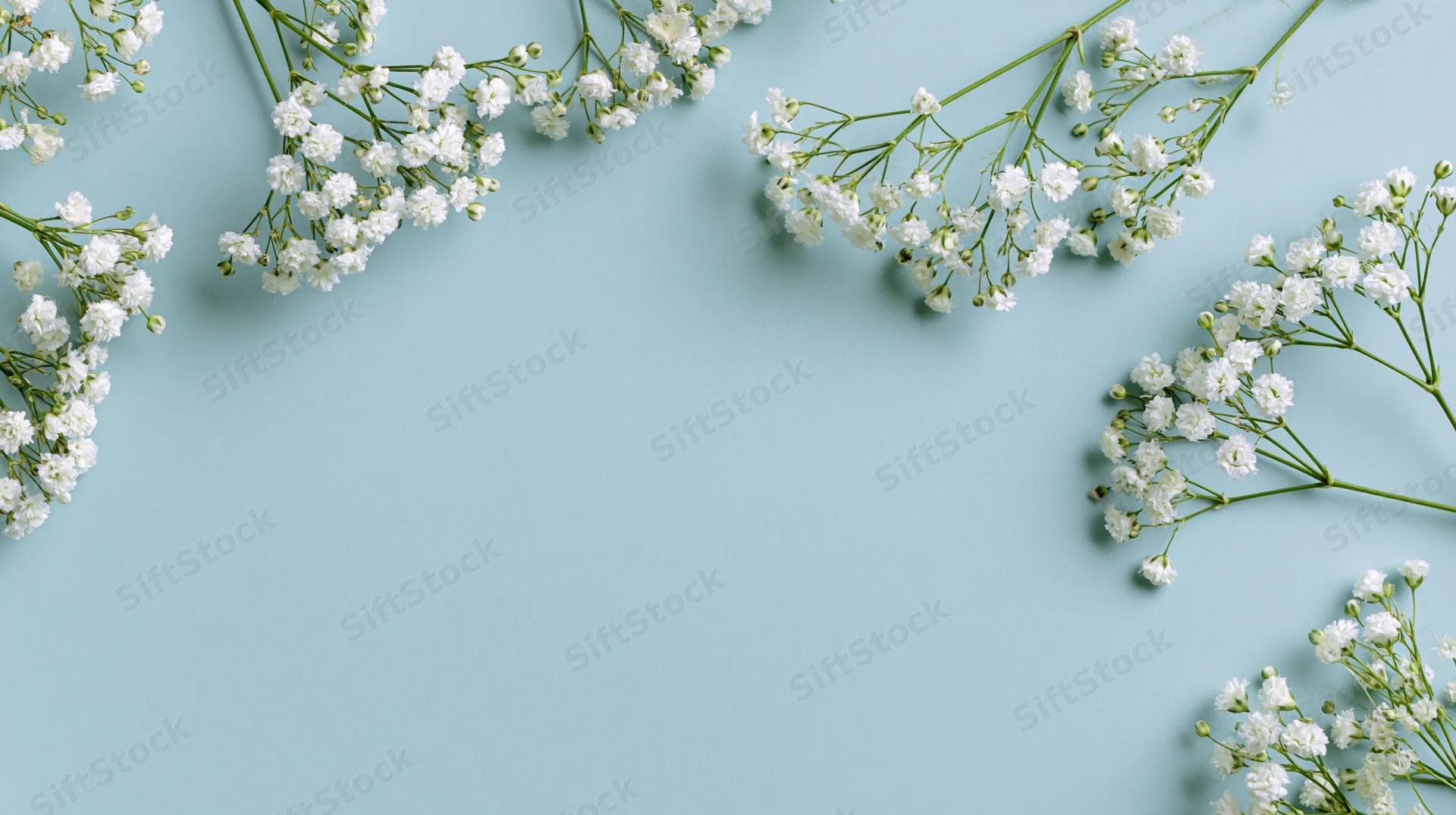 Sprigs of white gypsophila babys breath arranged as a border on a light blue surface