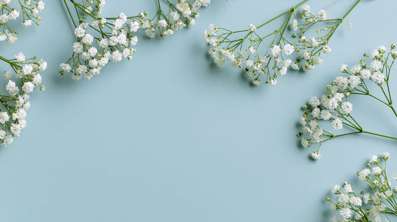 Sprigs of white gypsophila babys breath arranged as a border on a light blue surface