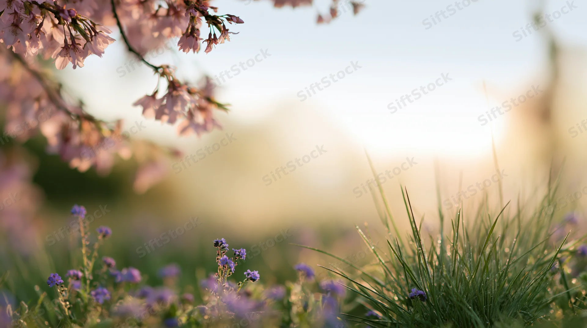 Cherry blossom branches hanging over a field of purple wildflowers and green grass at sunrise in a spring garden