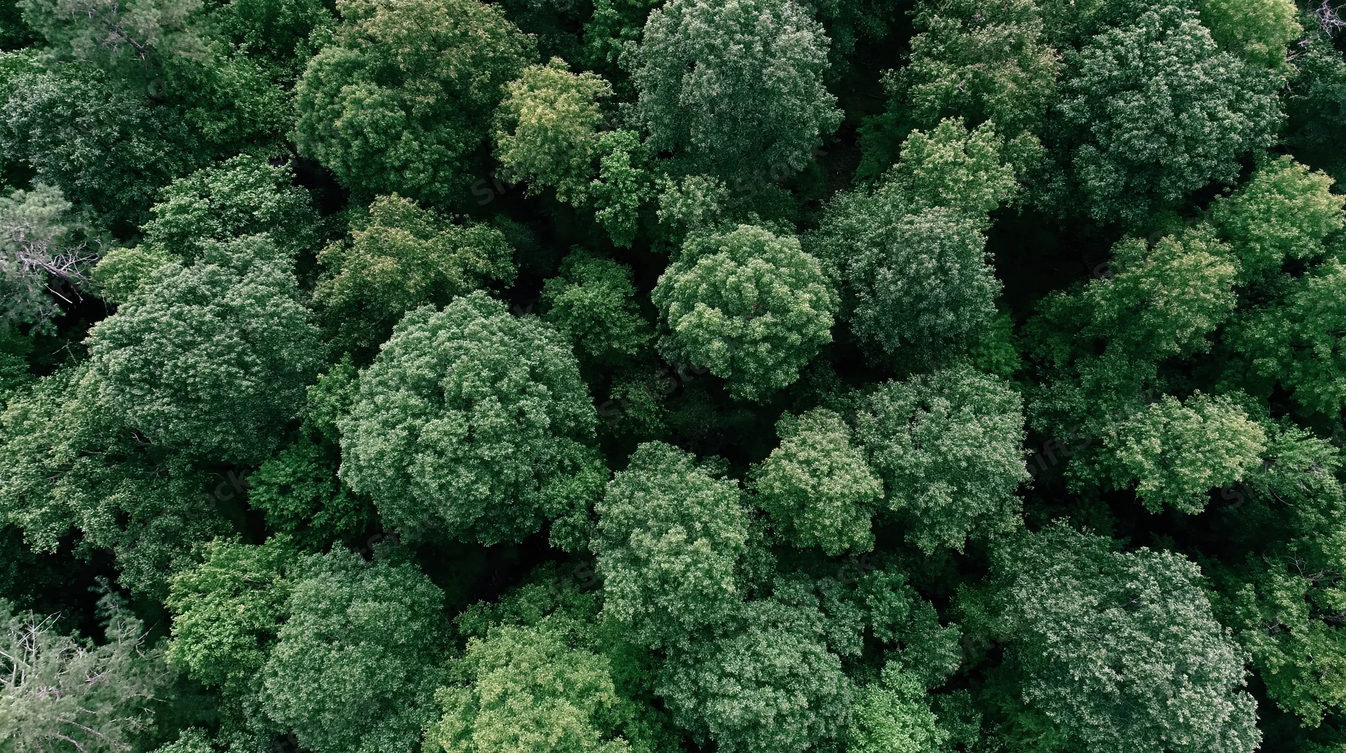 Aerial view of dense green forest canopy from directly above