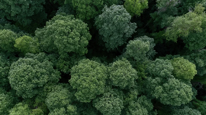Aerial view of dense forest canopy from directly above