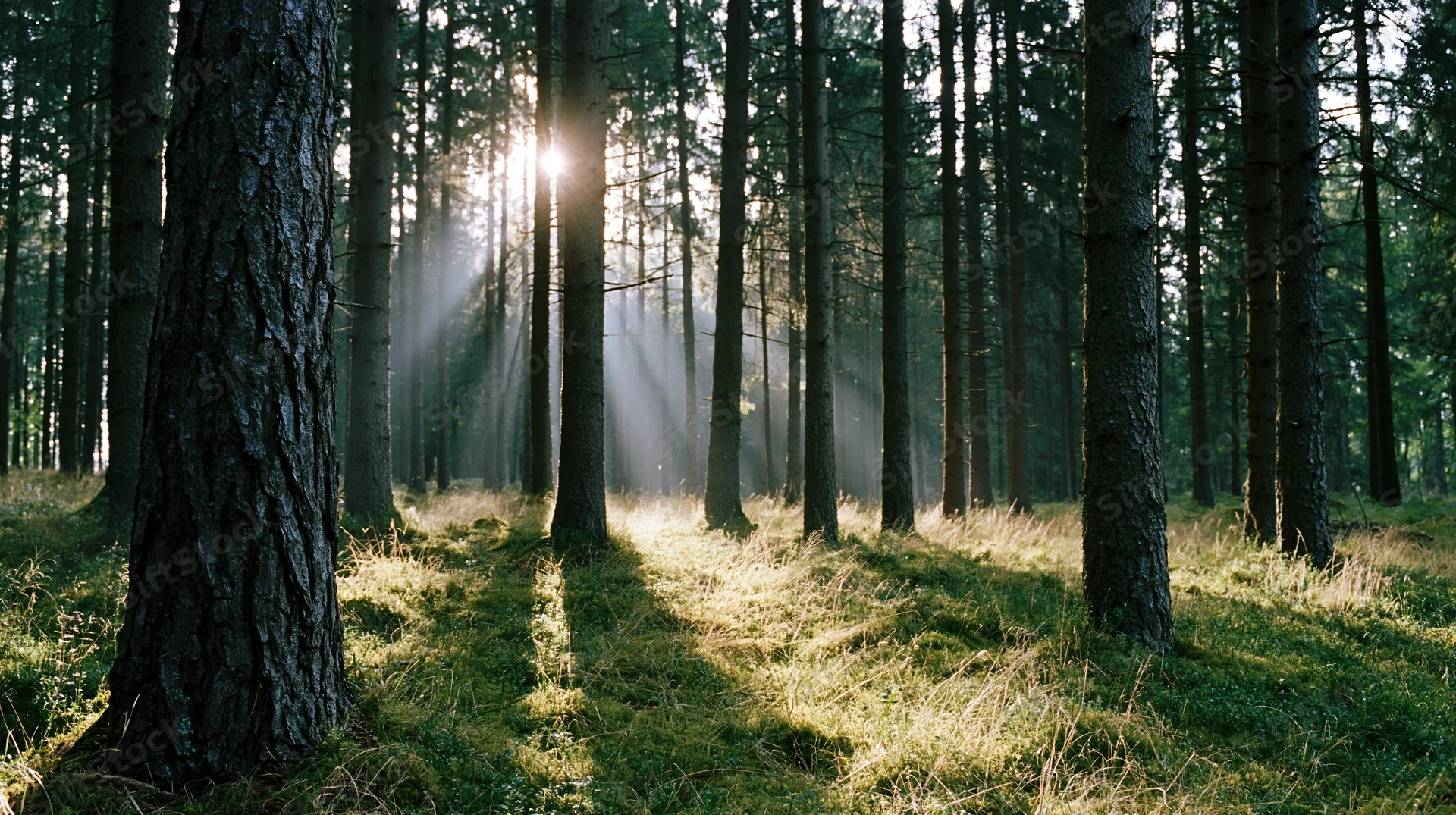 Sunlight streaming through tall conifer trees in a temperate forest