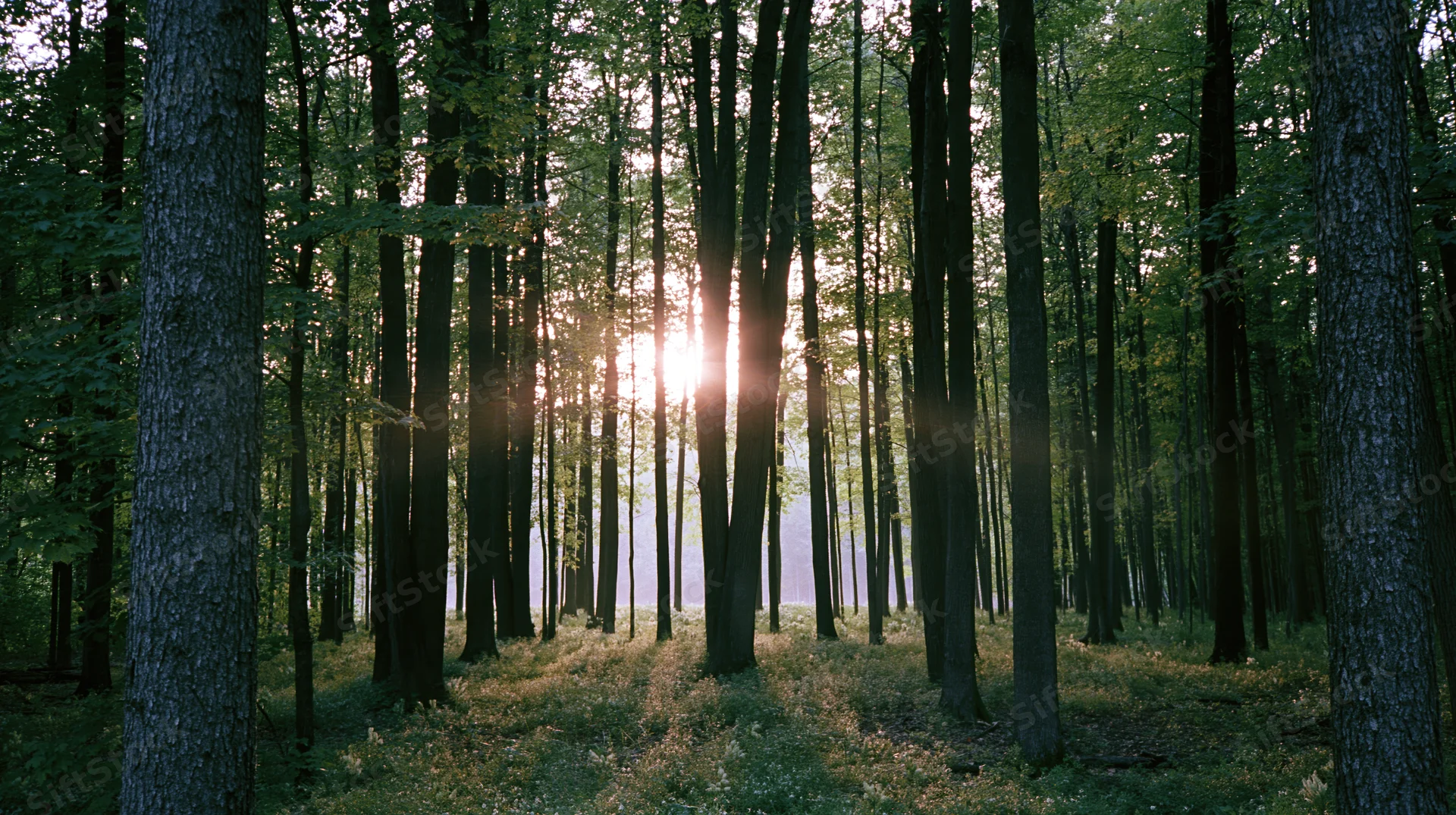 Sunlight streaming through tall deciduous tree trunks in a dense forest