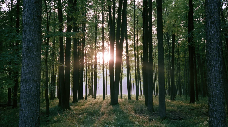 Sunlight streaming through tall deciduous tree trunks in a dense forest