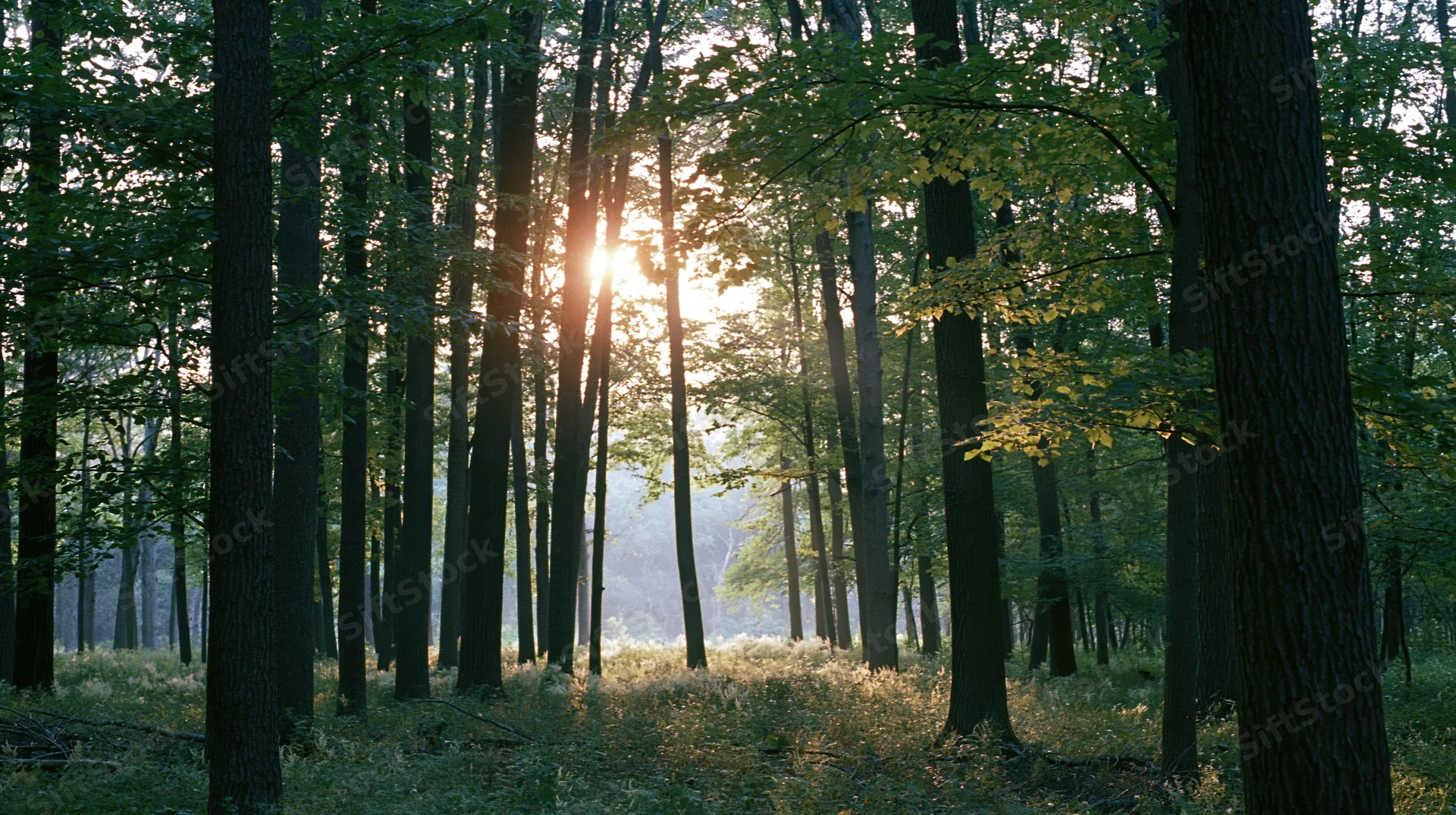 Sunlight streaming through tall deciduous tree trunks in a misty forest at dawn