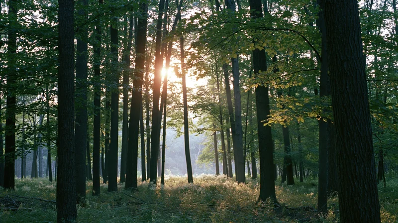 Sunlight streaming through tall deciduous tree trunks in a misty forest at dawn
