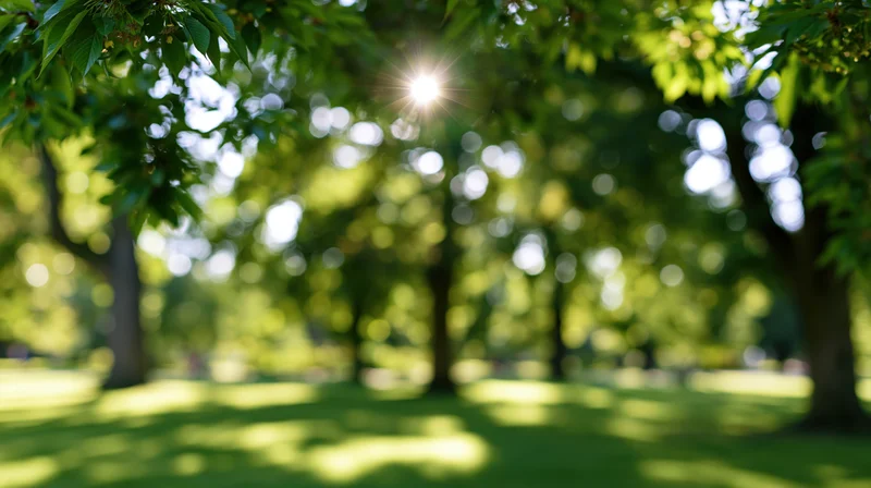 Sunlit park with lush green trees and open grass lawn wide view
