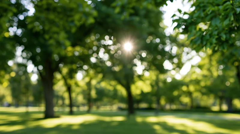 Sunlit park with lush green trees and open grass lawn