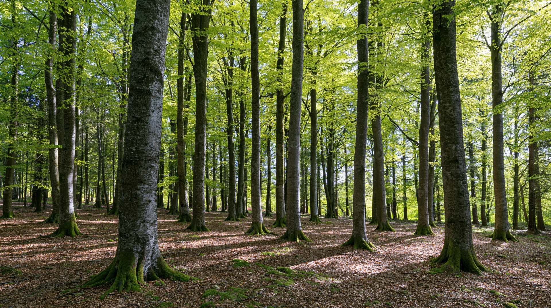 Tall beech trees standing in a sunlit temperate forest with mossy trunks and dappled shadows on the forest floor