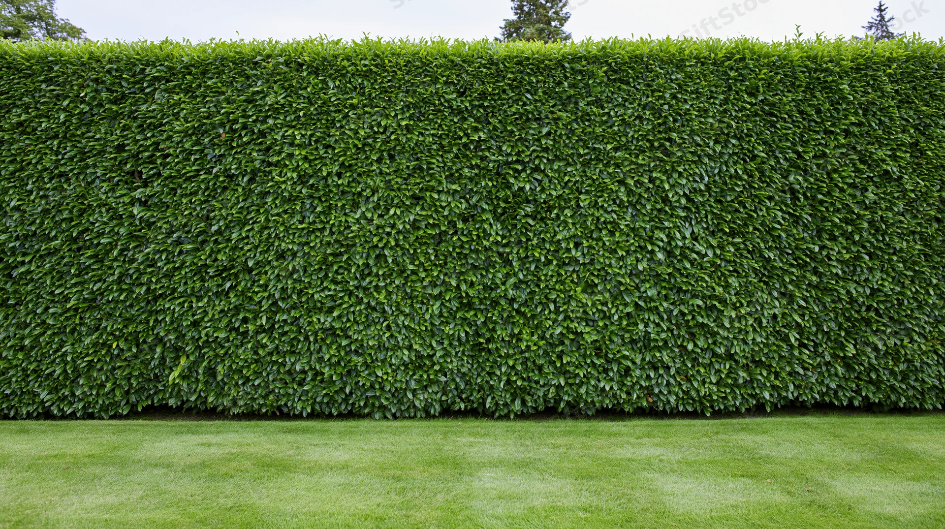 Tall neatly trimmed hedge wall running along a green lawn in a formal garden