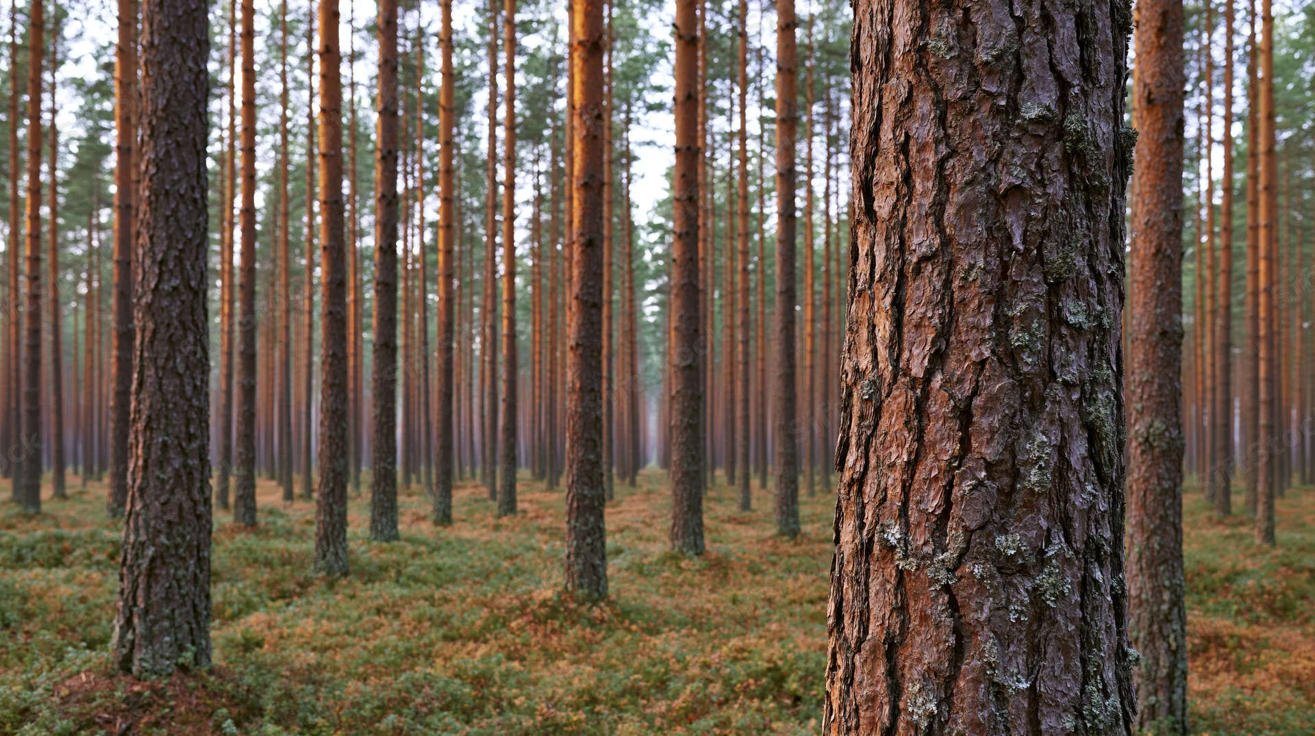 Tall pine trees standing in straight rows across a forest floor covered in moss and fallen needles