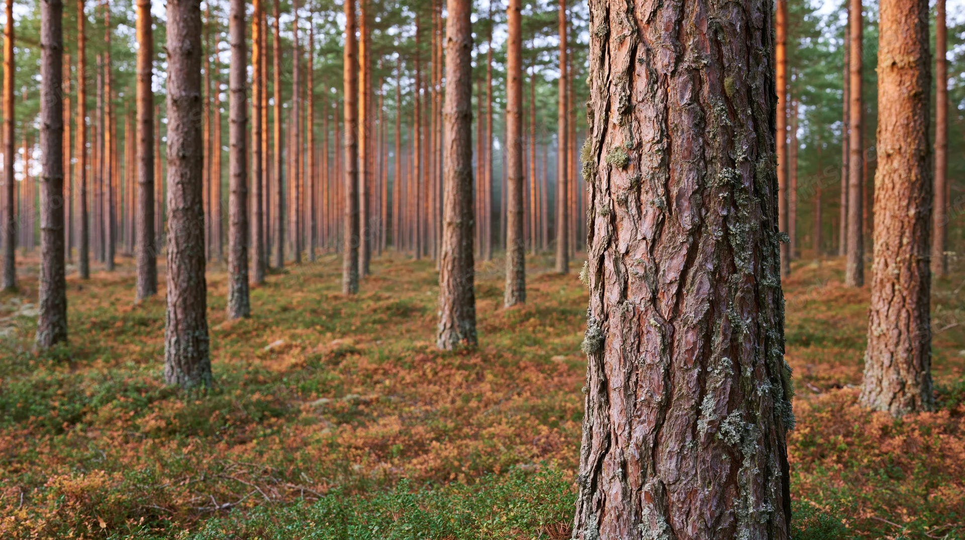Tall pine trees in straight rows across a forest floor covered in moss and heather