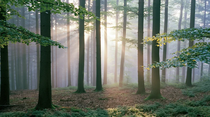 Sunlight filtering through tall straight tree trunks in a misty deciduous forest at dawn