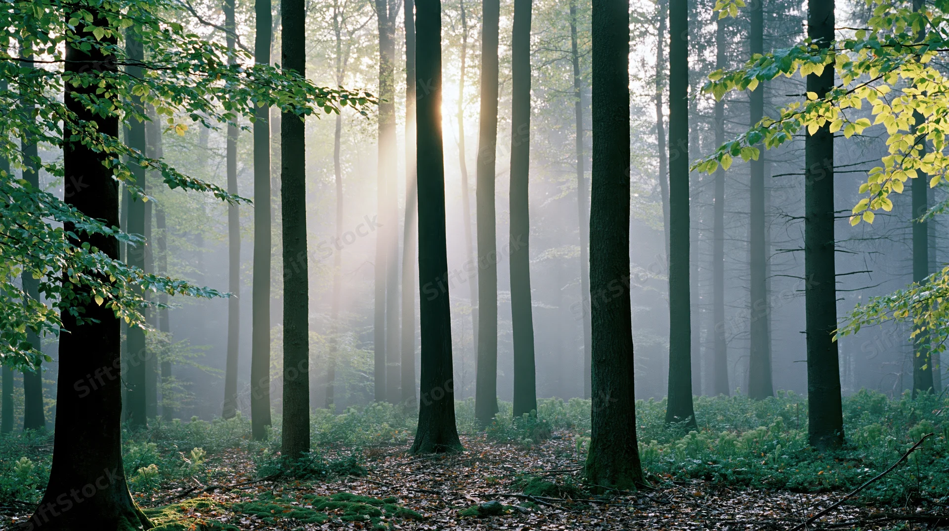 Sunlight filtering through tall straight tree trunks in a misty deciduous forest at dawn