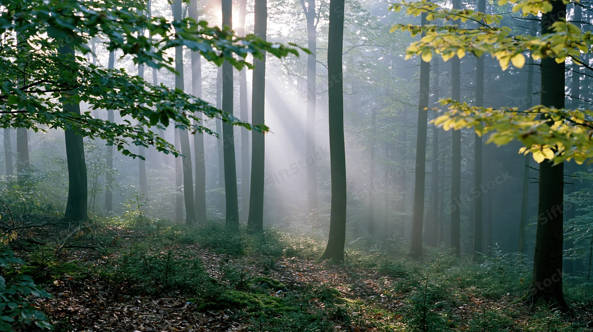 Sunlight beams through misty deciduous forest with tall straight tree trunks and green foliage