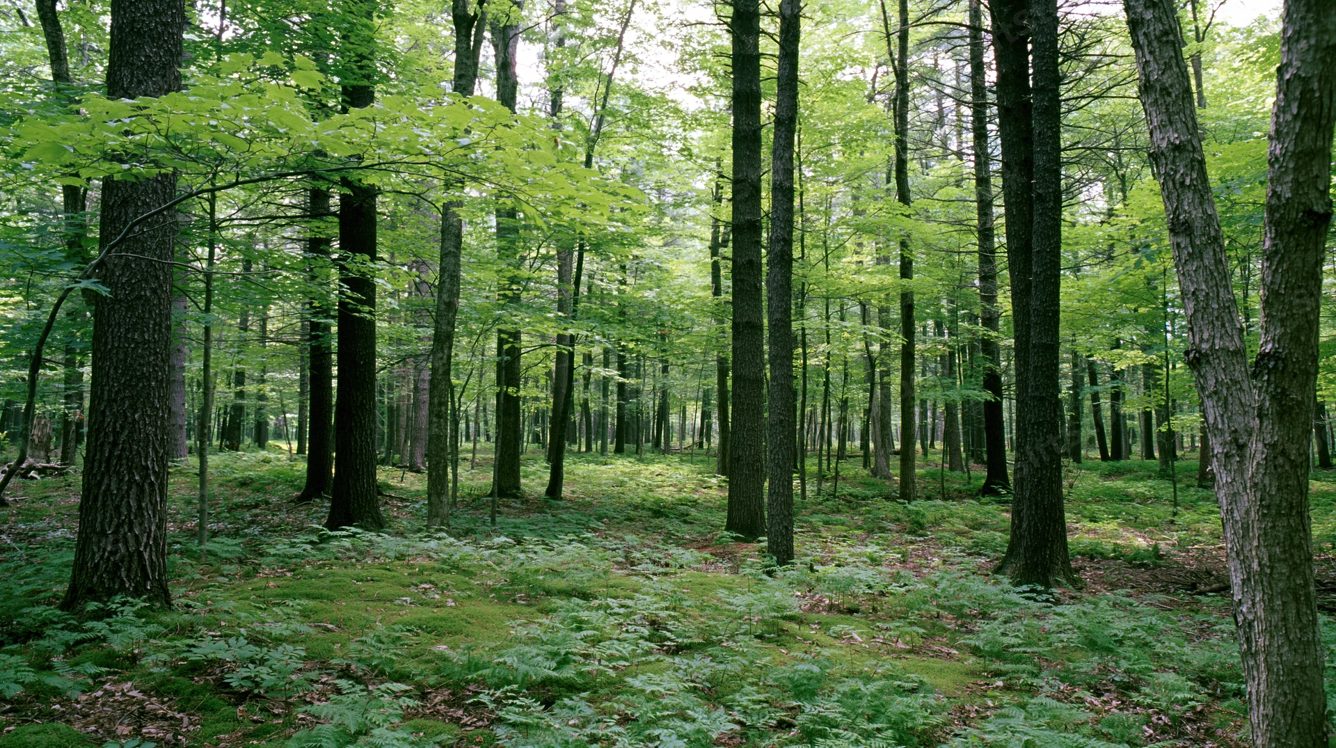 Tall straight tree trunks in a temperate deciduous forest interior with green foliage and ferns on the forest floor