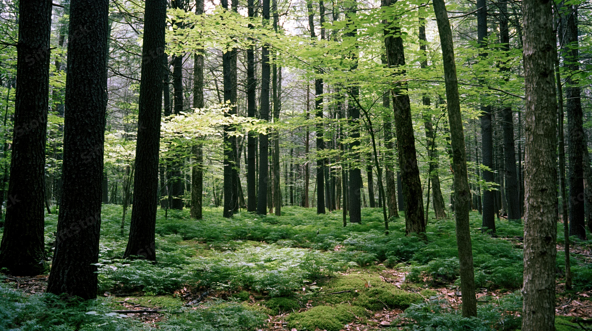 Tall straight tree trunks in a temperate deciduous forest interior with green undergrowth and dappled light