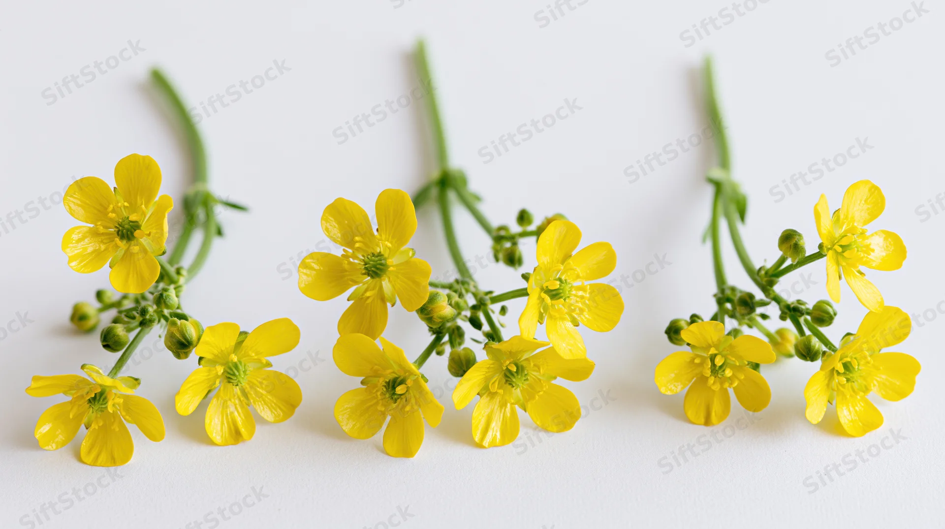 Three small yellow buttercup stems arranged side by side on a white surface