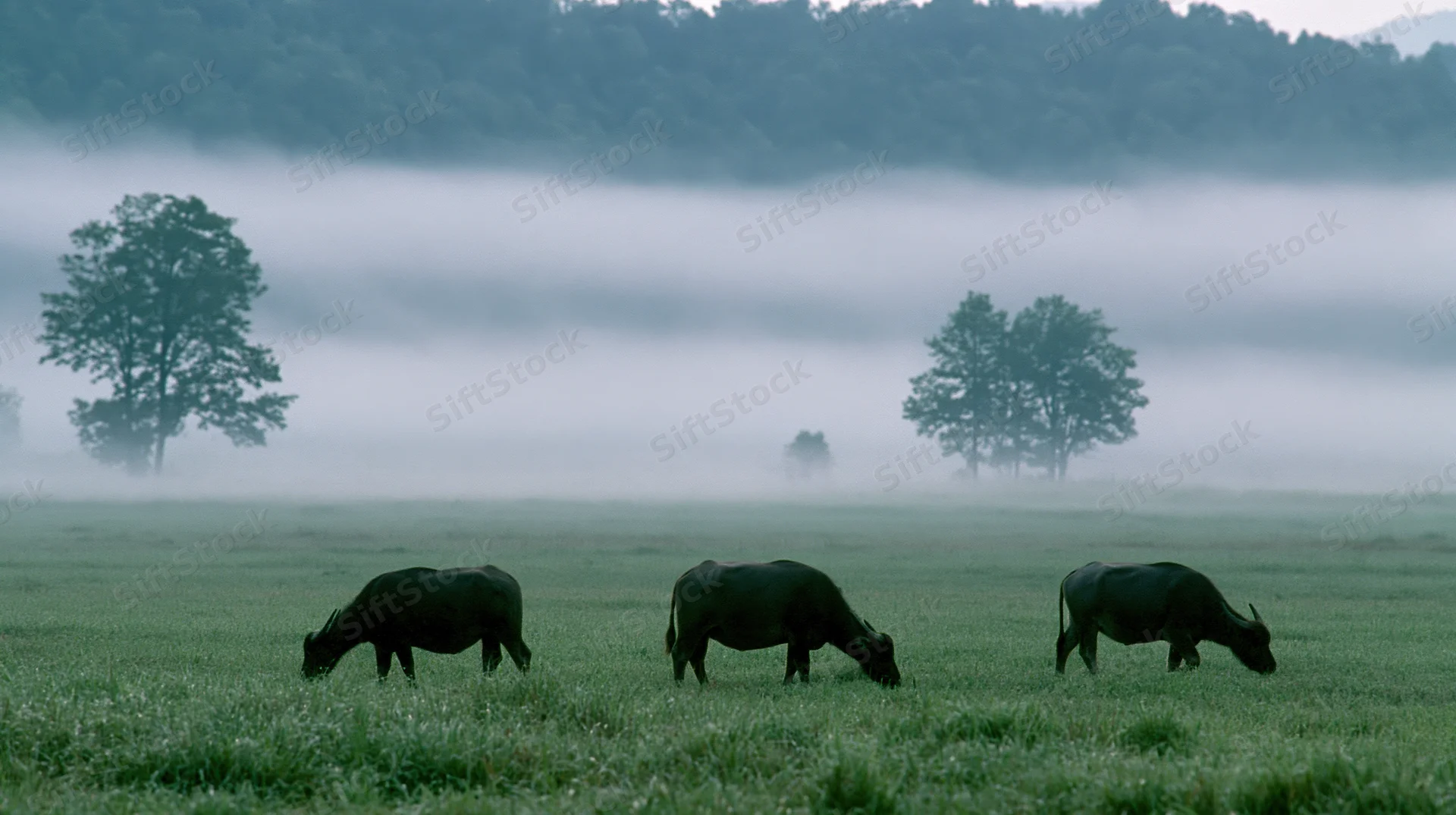 Three water buffalo grazing in a foggy green pasture at dawn